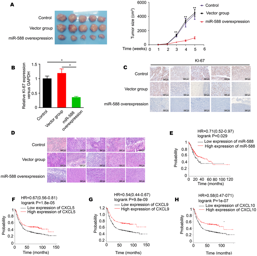 Differential expression of miR-588 was significantly associated with GC cell proliferation in vivo and is a prognostic markers for GC patient survival (n = 876). (A) High expression of miR-588 significantly inhibited GC cell proliferation in vivo. (B) High expression of miR-588 significantly downregulated Ki-67 expression in nude mice tumors. (C) Immunohistochemistry analysis of Ki-67 expression in control, vector, and miR-588 overexpression nude mice tumors tissues. (D) Hematoxylin and eosin staining was used for different groups of nude mice tumors. (E–H) High levels of miR-588, CXCL5, CXCL9, and CXCL10 were associated with prolonged survival of GC patients.