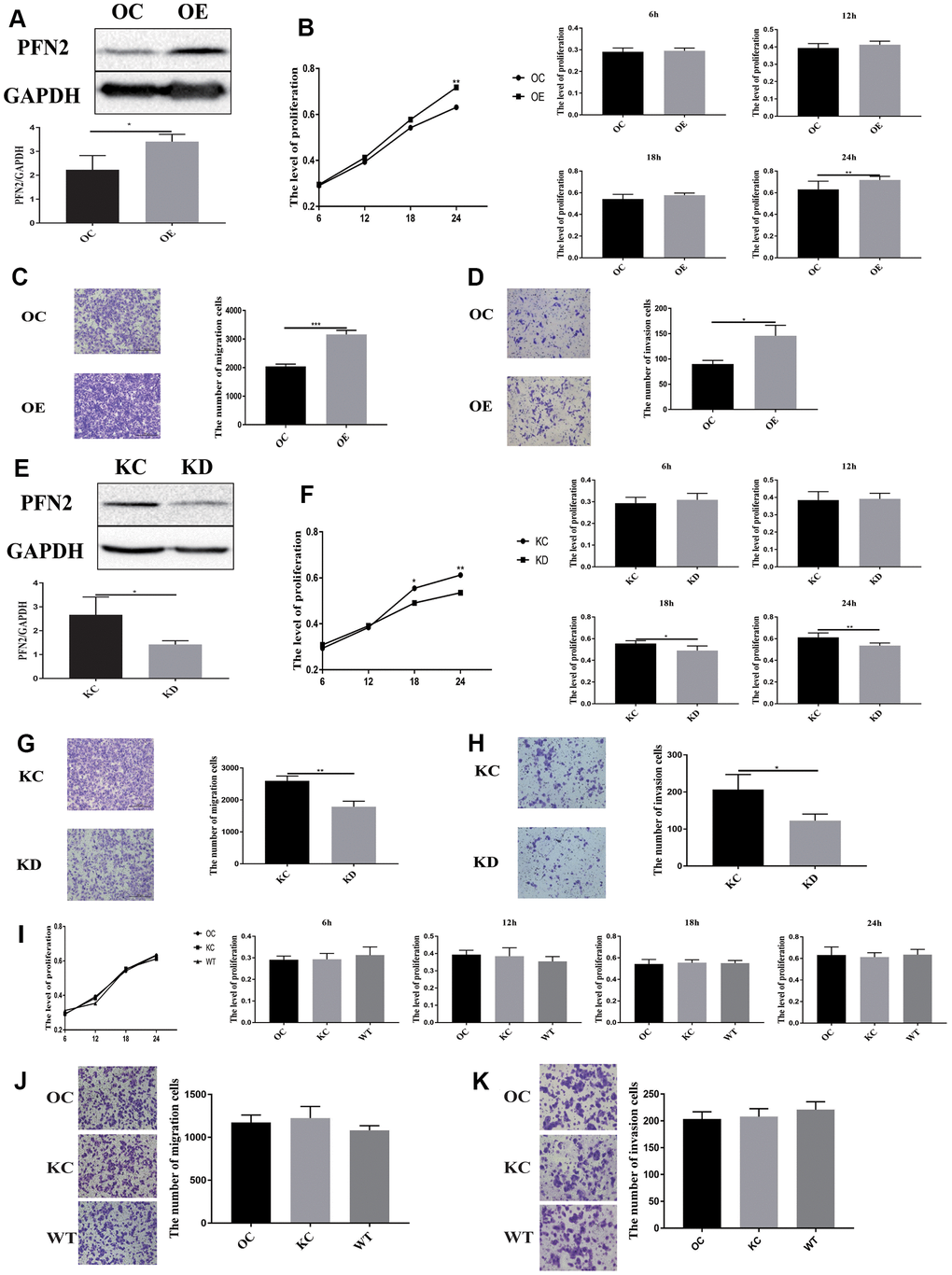 PFN2 overexpression promotes the proliferation, migration, and invasion of SCLC cells. PFN2 expression is significantly increased in H446 cells with PFN2 overexpression (P=0.02) (A). PFN2 overexpression shows significantly improved proliferation (P=0.6133, 0.1860, 0.0956, and 0.0278 at 6 h, 12 h, 18 h, and 24 h, respectively) (B), migration (P=0.0001) (C), and invasion (P=0.018) (D) of H446 cells. PFN2 expression is significantly decreased in H446 cells with PFN2 knockdown (P=0.03) (E). PFN2 knockdown shows markedly inhibited proliferation (P=0.3740, 0.7718, 0.0114, and 0.0027 at 6 h, 12 h, 18 h, and 24 h, respectively) (F), migration (P=0.002) (G), and invasion (P=0.0301) (H) of H446 cells (n=3). Overexpression control (OC), knockdown control (KC), and wild type (WT) of H446 cells show similar proliferation (P=0.1208, 0.2105, 0.7942, and 0.03275 at 6 h, 12 h, 18 h, and 24 h respectively) (I), migration (P=0.2721) (J), and invasion (P=0.3603) (K).