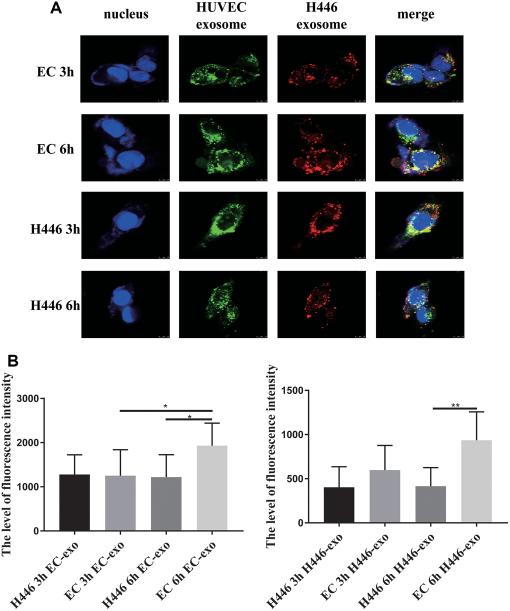 Dynamic and comparison of exosomes (derived from H446 or HUVEC cells) internalized by H446 or HUVEC cells. H446 and HUVEC cells could internalize exosomes from H446 and HUVEC cells at 3 h and 6 h (A). The amount of exosomes derived from H446 or HUVEC cells internalized by H446 or HUVEC cells was measured. H446 and HUVEC cells internalized the similar amount of exosomes at 3 h. However, at the 6 h, HUVEC cells internalized more exosomes than H446 cells (B).