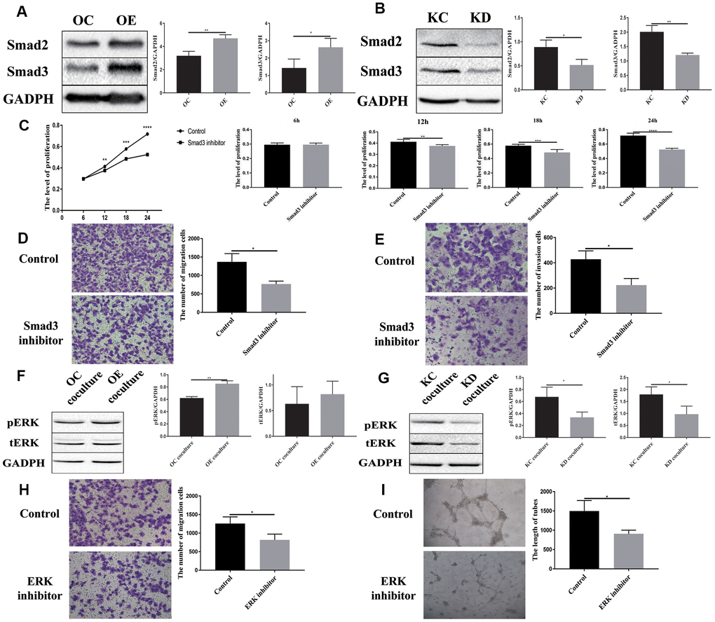 Downstream signaling molecules activated by PFN2 are Smad2/3 in H446 cells and pERK in HUVEC cells. Smad2 and Smad3 expression is increased in H446-OE (A) but decreased in H446-KD (B). Smad3 inhibitor could impede the function of PFN2 in promoting the proliferation (P=0.9279, 0.0030, 0.0004, and 0.000 at 6 h, 12 h, 18 h, and 24 h, respectively) (C), migration (P=0.0123) (D), and invasion (P=0.0136) (E) of H446 cells. pERK and tERK expression in HUVEC cells co-cultured with H446-OE-exo is upregulated (F), whereas the expression in those co-cultured with H446-KD-exo is downregulated (G). ERK inhibitor could impede the function of PFN2 in promoting the migration (P=0.0333) (H) and tube formation ability (P=0.0238) of ECs (I).