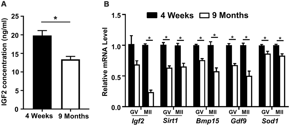 Reduced serum IGF2 protein levels and reduced Igf2 expressions in oocytes from aged mice. (A) Serum IGF2 concentration in young and aged mice assessed via ELISA. n=3 for each group. (B) qPCR results showing mRNA levels of Igf2 and target genes in GV-stage and MII-stage oocytes from young and aged mice. Student’s t-test (two-tailed). *p 