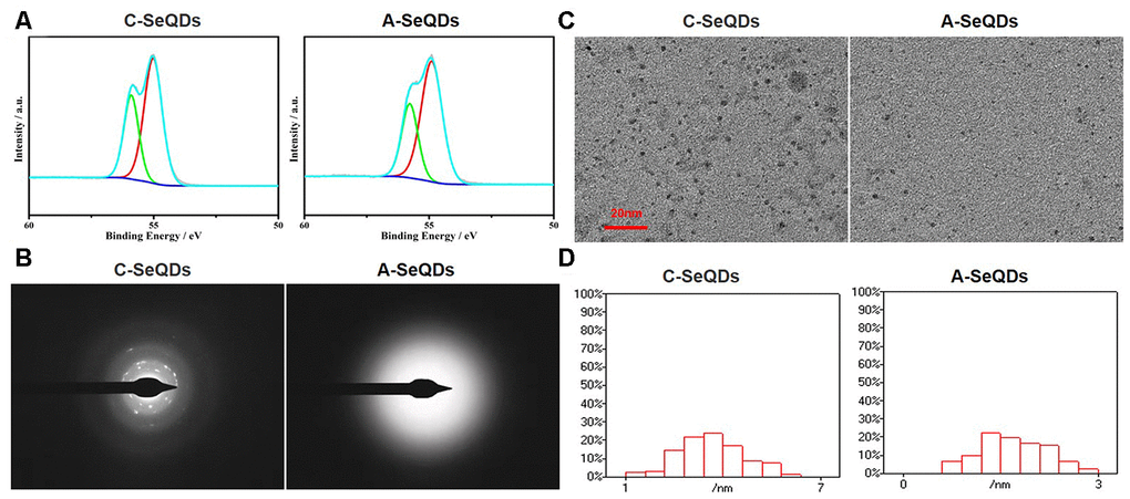 Basic morphological characterizations of A-SeQDs and C-SeQDs. (A) The compositions of A-SeQDs and C-SeQDs were determined by the analysis of X-ray photoelectron spectroscopy. (B) The halo rings in A-SeQDs and C-SeQDs were observed by using electron diffraction pattern in the selected-area. (C) The diameters of A-SeQDs and C-SeQDs were observed by high resolution-transmission electron microscope. (D) The diameter’s distributions of both A-SeQDs and C-SeQDs were shown.