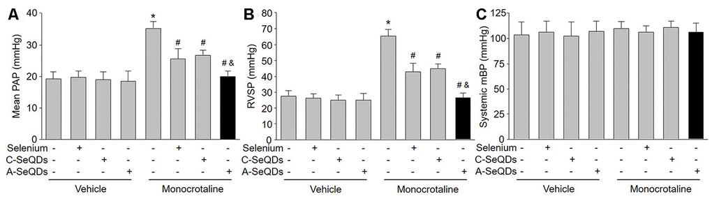 Administration of A-SeQDs is more effective to prevent monocrotaline-induced PAH than C-SeQDs and selenium supplementation in mice. The experimental protocol was shown in Supplementary Figure 3A. C57B16 mice were given selenium supplementation, C-SeQDs, A-SeQDs in regular diet one week prior to a single intraperitoneal injection of 100 mg/kg monocrotaline or vehicle. Three weeks after injection, mean pulmonary arterial pressure (PAP) in (A), right ventricle systolic pressure (RVSP) in (B), and mean blood pressure (mBP) in (C) were measured by radio telemetry. All data were expressed as mean ± SEM. 10-15 mice were in each group. *PVS Vehicle alone, #P VS monocrotaline alone. &PVS monocrotaline plus Selenium or C-SeQDs. A one-way ANOVA followed by Tukey post-hoc tests was used to produce the P values.