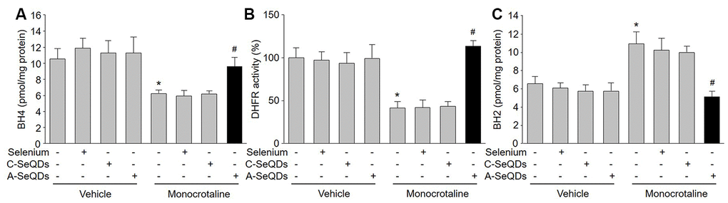 Administration of A-SeQDs activates BH4 salvage pathway in pulmonary arteries of monocrotaline-injected mice. The experimental protocol was shown in Supplementary Figure 3A. At the end of experiment, mice were sacrificed under anesthesia. Pulmonary artery isolated from mice were subjected to measure BH4 in (A), DHFR activity in (B), and BH2 in (C). All data were expressed as mean ± SEM. 10-15 mice were in each group. *PVS Vehicle alone, #P VS monocrotaline alone. A one-way ANOVA followed by Tukey post-hoc tests was used to produce the P values.