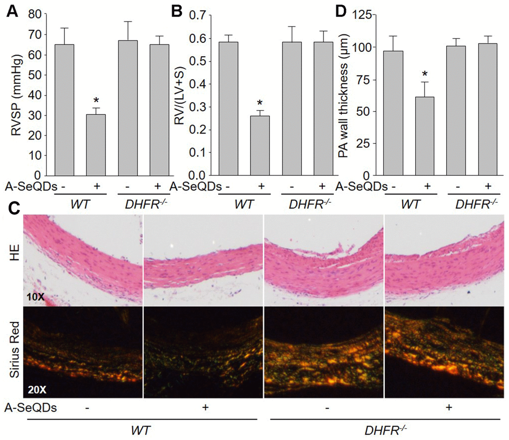 A-SeQDs-induced alleviation of PAH is DHFR dependent in monocrotaline-injected mice. The experimental protocol was shown in Supplementary Figure 3A. Wildtype (WT) and DHFR-/- mice were given A-SeQDs administration in regular diet one week prior to a single intraperitoneal injection of 100 mg/kg monocrotaline. Three weeks after injection, right ventricle systolic pressure (RVSP) in (A) and the ratio of right ventricle (RV) to left ventricle (LV) plus septum (S) weights [RV/(LV+S)] in (B) were measured. Pulmonary arteries isolated from mice were subjected to perform HE staining and sirius red staining in (C) and the thickness of pulmonary artery was calculated in (D). All data were expressed as mean ± SEM. 10-15 mice were in each group. *PVSWT alone. A one-way ANOVA followed by Tukey post-hoc tests was used to produce the P values.