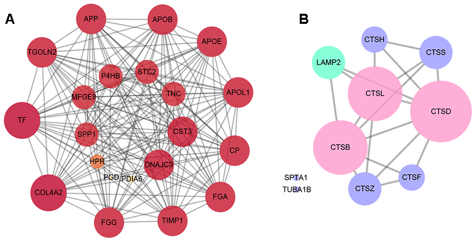 The analysis of protein-protein interactions. (A) The protein-protein interactions network of the top 20 differentially expressed proteins in the closest connection. (B) The protein-protein interactions network of the differentially expressed proteins enriched in autophagy and apoptosis pathways. The green circles refer to the differentially expressed proteins enriched in autophagy pathway, the purple circles represent the proteins enriched in apoptosis pathway, and the pink circles the both.