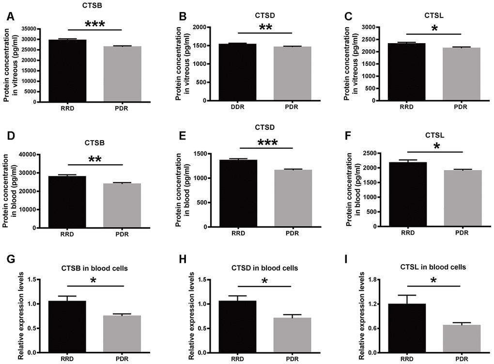 The expression of CTSB, CTSD, and CTSL in vitreous, serum, and blood cells of patient cohorts. (A–C) The protein levels of CTSB, CTSD, and CTSL in vitreous humor of the patients with RRD and PDR. n = 35 – 39 / group. (D–F) The protein levels of CTSB, CTSD, and CTSL in serum of the patients with RRD and PDR. n = 35 – 39 / group. (G–I) The relative expression levels of CTSB, CTSD, and CTSL genes in blood cells of an extra patient cohort. n = 12 / group. Data are expressed as mean ± SEM. * P P P 
