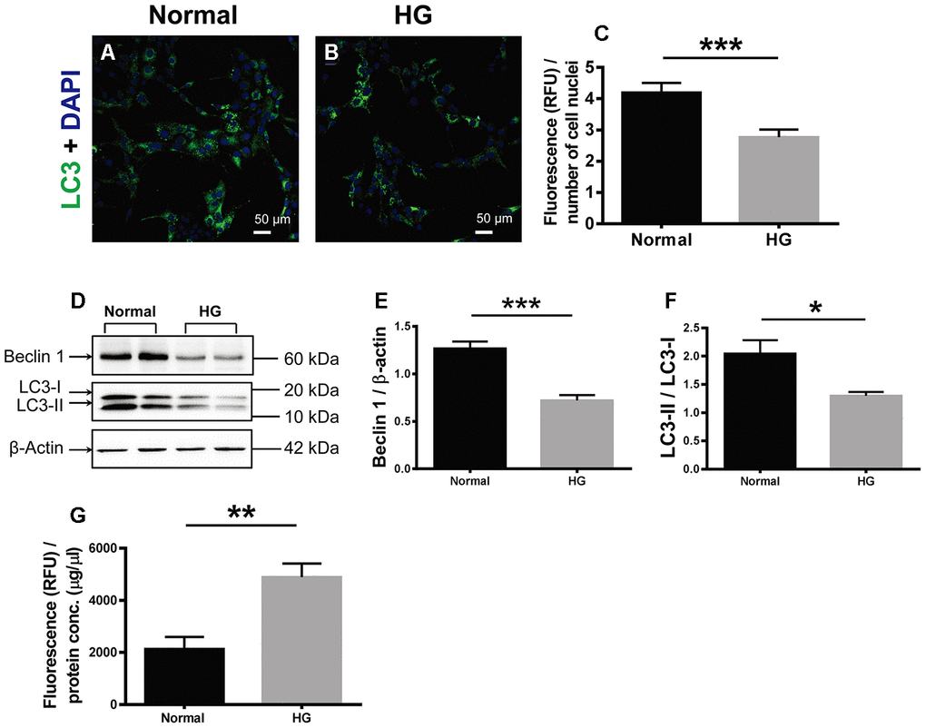 The effects of high glucose on autophagy and apoptosis of retinal vascular endothelial cells. (A, B) Immunofluorescence of LC3, an autophagosomal marker, in HG-treated RF/6A cells and normal controls. Scale bar = 50 μm (C) The fluorescence intensity of LC3 was quantified and normalized to the number of cell nuclei. (D) Western blot representatives of Beclin1, LC3-I, LC3-II, and β-actin. (E) Quantification of Beclin 1 protein levels in the RF/6A cells treated with HG-containing or normal culture media. (F) Ratio of LC3-II over LC3-I in the HG-treated RF/6A cells and normal controls. (G) The Caspase-3/7 activity (RFU) in the retinal vascular endothelial cells was quantified and normalized to the total protein concentration (μg/μl). n = 6 / group. Data are expressed as mean ± SEM. * P P P 