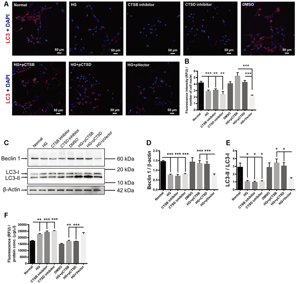 The effects of high glucose on autophagy and apoptosis were mimicked by CTSB and CTSD inhibitors and abrogated by their overexpression. (A) Immunofluorescence staining of LC3 in experimental groups. Scale bar = 50 μm (B) The fluorescence intensity of LC3 was quantified and normalized to the number of cell nuclei. (C) The representative pictures of Western blots of Beclin1, LC3-I, LC3-II, and β-actin. (D, E) Quantification of Beclin 1 protein levels and the ratio of LC3-II over LC3-I in the HG-treated RF/6A cells and normal controls. (F) The Caspase-3/7 activity (RFU) in the retinal vascular endothelial cells was quantified and normalized to the total protein concentration (μg/μl). n = 6 / group. Data are expressed as mean ± SEM. * P P P 