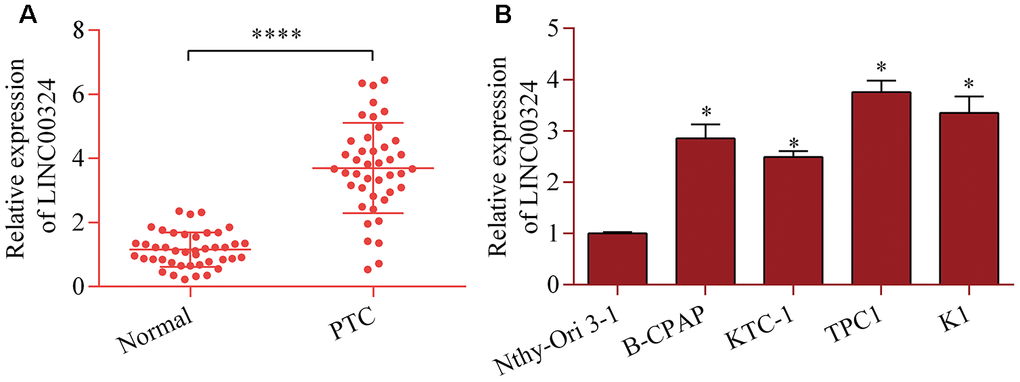 Increased LINC00324 expression in PTC. (A) Level of LINC00324 in 42 pairs of PTC tissue and normal tissue was measured via RT-qPCR. ****p B) Level of LINC00324 in PTC cell lines (B-CPAP, KTC-1, TPC1, and K1) and Nthy-Ori 3-1 cells was assessed via RT-qPCR. *p 