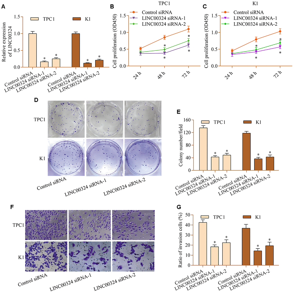 LINC00324 knockdown restricts the proliferation and invasion of PTC cells in vitro. TPC1 and K1 cells were transfected with LINC00324 siRNA or control siRNA for 48 h, and (A) knockdown of LINC00324 was confirmed via RT-qPCR. (B, C) Effect of LINC00324 knockdown on cellular proliferation was assessed via a CCK-8 assay. (D, E) Effect of LINC00324 knockdown on clonogenic growth was detected via a colony formation assay. (F, G) Effect of LINC00324 silencing on invasive potential was determined via a transwell invasion assay. *p 