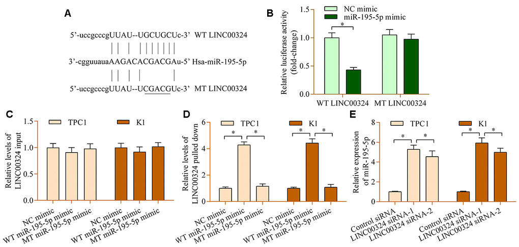 miR-195-5p interacts with LINC00324 in PTC cells. (A) Sequence alignment between miR-195-5p and WT or MT LINC00324. (B) A dual-luciferase reporter assay was carried out using 293T cells cotransfected with WT or MT LINC00324 reporter vectors and miR-195-5p mimic. Relative levels of LINC00324 (C) input and (D) pulled-down in RNA pull-down assay. An RNA pull-down assay was carried out using biotinylated WT or MT miR-195-5p mimic in TPC1 and K1 cells. LINC00324 expression in RNA precipitates was examined by RT-qPCR. (E) Levels of lINC00324 in TPC1 and K1 cells transfected with LINC00324 siRNA or control siRNA were assessed via RT-qPCR. *p 