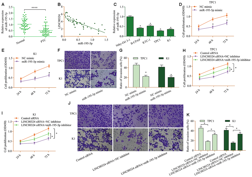 miR-195-5p contributes to LINC00324-mediated effects in PTC cells. (A) Levels of miR-195-5p in PTC tissue and normal tissue were examined via RT-qPCR. ****p B) miR-195-5p was inversely associated with LINC00324 in PTC tissue (r=-0.8715, pC) Levels of miR-195-5p in PTC cell lines (B-CPAP, KTC-1, TPC1, and K1) and Nthy-Ori 3-1 cells were measured via RT-qPCR. *p D, E)Effect of miR-195-5p overexpression on cellular proliferation of TPC1 and K1 cells was assessed via a CCK-8 assay. (F, G) Effect of miR-195-5p overexpression on the invasive potential of TPC1 and K1 cells was evaluated by a transwell invasion assay. *p H, I) cellular proliferation was evaluated via a CCK-8 assay, and (J, K) cellular invasion was monitored via a transwell invasion assay. *p 