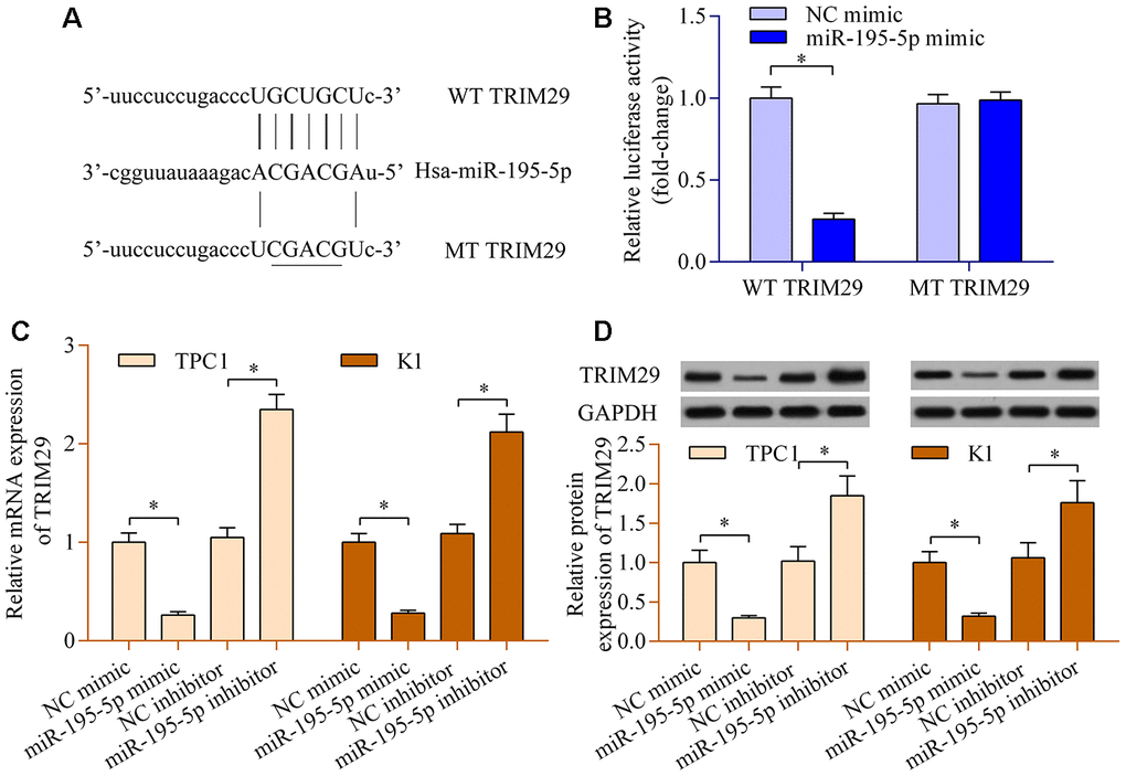 miR-195-5p negatively modulates TRIM29 expression. (A) Sequence alignment between miR-195-5p and WT or MT TRIM29 3′-UTR. (B) A dual-luciferase reporter assay was carried out using 293T cells cotransfected with WT or MT TRIM29 3′-UTR reporter vectors and miR-195-5p mimic. TPC1 and K1 cells were transfected with miR-195-5p mimic, miR-195 inhibitor, or NC controls for 48 h. (C) Levels of TRIM29 mRNA were determined via RT-qPCR. (D) Levels of TRIM29 protein were evaluated via western blot. *p 