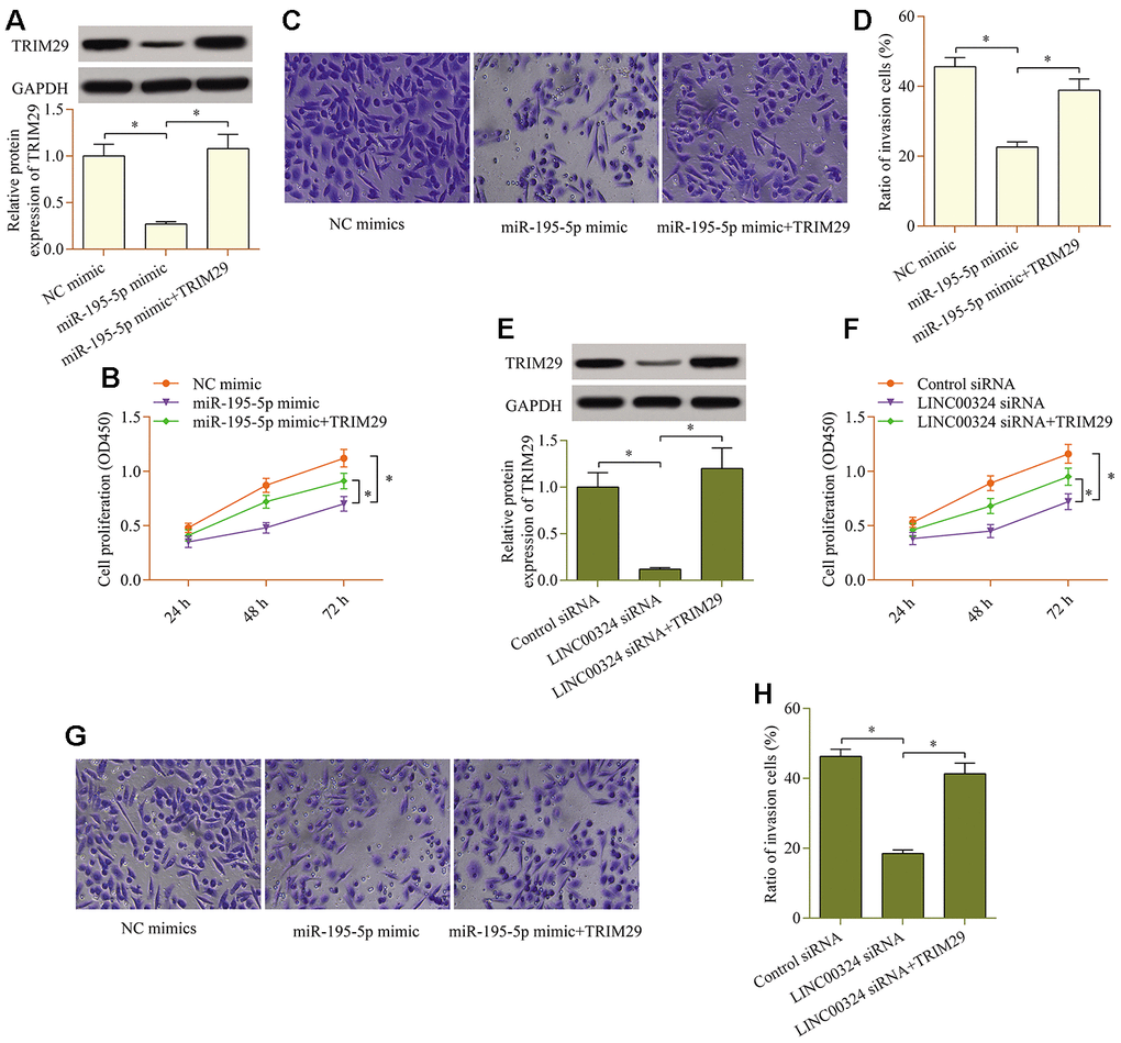 TRIM29 overexpression reverses the miR-195-5p-overexpression- or LINC00324-knockdown-mediated effects in PTC cells. miR-195-5p mimic and pcDNA3.1/TRIM29 vectors were cotransfected into TPC1 cells, and (A) protein levels of TRIM29 were examined via western blot. (B) Effect of TRIM29 overexpression on miR-195-5p-mediated cellular proliferation was determined via a CCK-8 assay. (C, D) Effect of TRIM29 overexpression on miR-195-5p-mediated cellular invasion was evaluated via a transwell invasion assay. LINC00324 siRNA and pcDNA3.1/TRIM29 vectors were cotransfected into TPC1 cells, and (E) protein levels of TRIM29 was examined via western blot. (F) Effect of TRIM29 overexpression on LINC00324 knockdown-mediated cellular proliferation was measured via a CCK-8 assay. (G, H) Effect of TRIM29 overexpression on LINC00324 knockdown-mediated cellular invasion was monitored via a transwell invasion assay. *p 