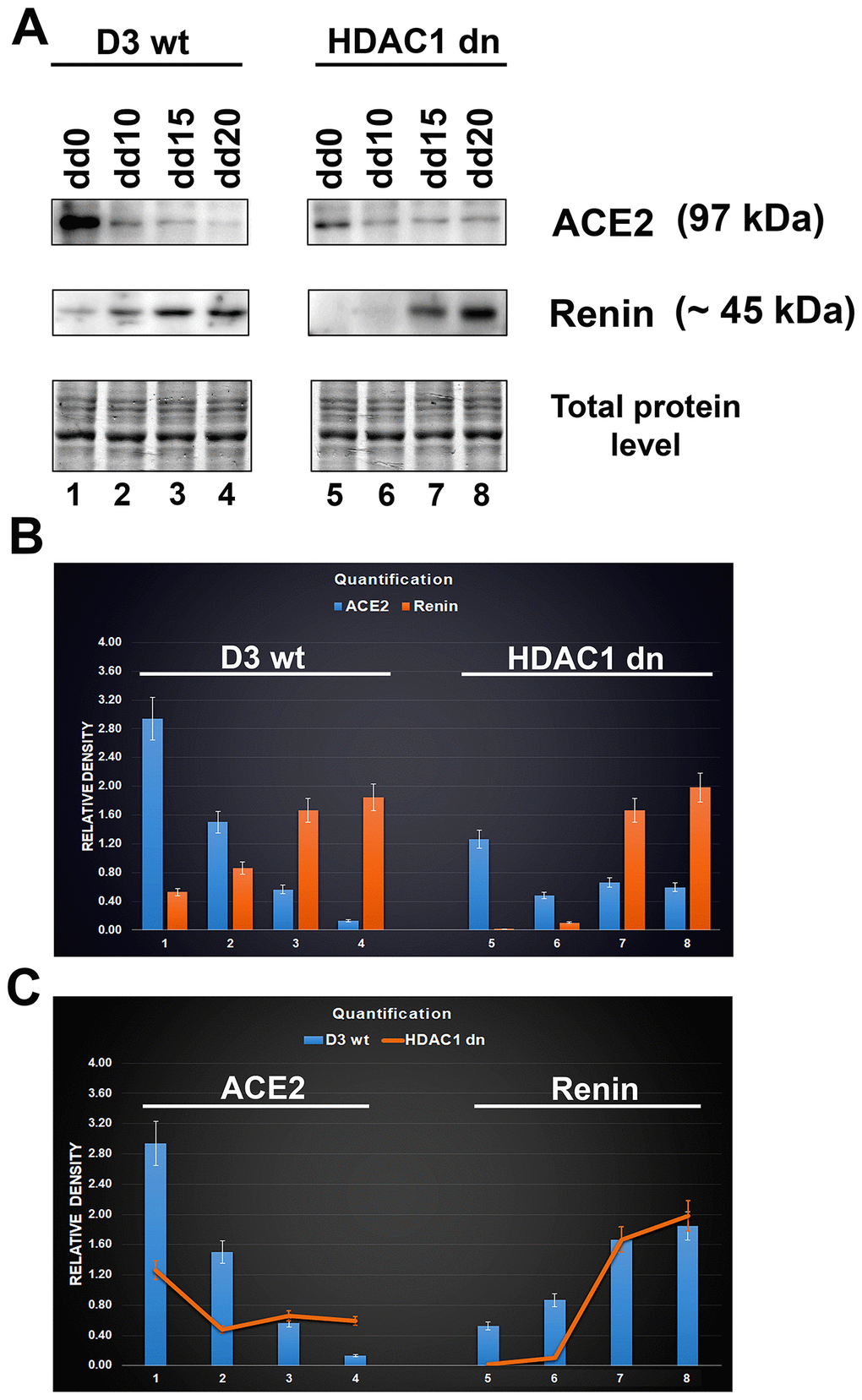 Downregulation of ACE2 in mESCs undergoing differentiation into cardiomyocytes. (A) western blot analyses were performed in HDAC1 wt (D3 wt) and HDAC1-depleted (dn) mES cells, non-differentiated and differentiated into cardiomyocytes. The data show the levels of the ACE2 protein and renin normalized to the total protein levels. (B) Quantification of the protein levels, as assessed by western blotting, was performed using ImageJ software; the bar chart shows the comparison of protein levels in differentiated wt mESCs and differentiated HDAC1 dn mESCs. (C) The graphical illustration shows the comparison of ACE2 and renin (separately) in differentiated wt mESCs and differentiated HDAC1 dn mESCs.
