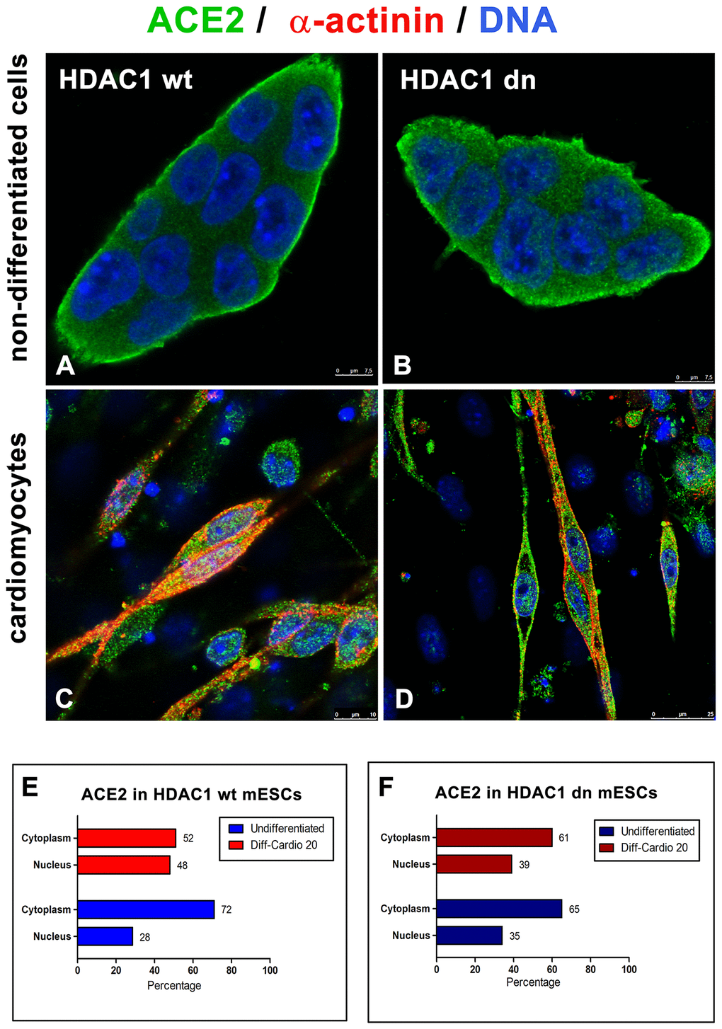 Distribution of ACE2 (green) in wt and HDAC1-depleted mES cells, non-differentiated and differentiated into cardiomyocytes. Immunofluorescence analyses were performed in (A) HDAC1 wt mESCs, (B) HDAC1 dn mESCs, (C) α-actinin (red)-positive cardiomyocytes generated from HDAC1 wt mESCs, and (D) α-actinin (red)-positive cardiomyocytes generated from HDAC1 dn mESCs. DAPI (blue) was used as a counterstain. (E) The nucleo/cytoplasmic ratio of the level of ACE2 is shown for HDAC1 wt mESCs. (F) The nucleo/cytoplasmic ratio of the level of ACE2 is shown for HDAC1 dn mESCs.