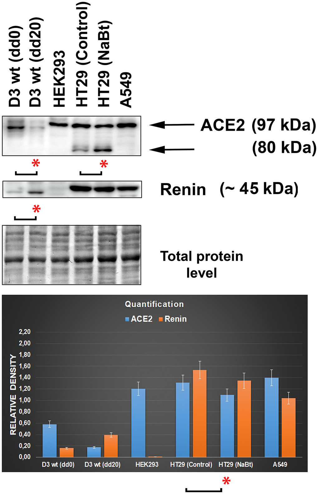 Levels of the ACE2 and renin in distinct cell types. The analysis was performed in mouse embryonic stem cells (mESCs) differentiated into cardiomyocytes, human embryonic kidney cells HEK293, human intestinal adenocarcinoma HT29 cells (nontreated and differentiated using the HDAC inhibitor sodium butyrate [NaBt]), and human lung adenocarcinoma A549 cells. The asterisks show a statistically significant change in the protein levels. The nonparametric Mann–Whitney test (STATISTICA software) was applied for the analysis; data with an asterisk show statistically significant differences between the tested samples (α=0.05).