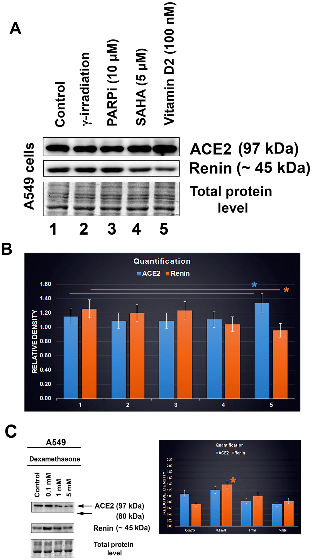 ACE2 and renin levels after distinct treatments of A549 cells. (A, B) The effect of the following drugs was analyzed: γ-irradiation, PARP inhibitor (olaparib), HDAC inhibitor (SAHA), and vitamin D2. © Level of ACE2 in dexamethasone-treated A549 cells. The data were normalized to the total protein levels, as shown in the bar chart. Quantification of the protein levels, as assessed by western blotting, was performed using ImageJ software. The blue asterisk indicates a slight increase in the ACE2 level, and orange asterisk shows the renin level decrease, in cells treated with vitamin D2 (panel B). The orange asterisk in panel C indicates renin upregulation caused by dexamethasone treatment. The data were analyzed by the nonparametric Mann–Whitney test.