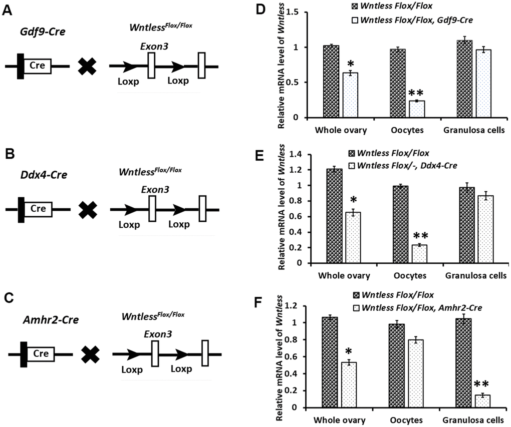 Targeted disruption of the Wntless gene. (A–C) The hybrid scheme used to develop Wntless knockout mice. Mice carrying a targeted Wntless allele (LoxP sites flank Exon 3 of the Wntless allele) were crossed with Gdf9-Cre or Ddx4-Cre or Amhr2-Cre transgenic mice to delete Wntless selectively. The gene knockout was confirmed by PCR genotyping. The isolated genomic DNA from mouse tails was amplified with primer pairs specific for the wildtype (+) (~100 bp) and flox alleles (~200 bp) or different Cre bands (Gdf9-Cre: 326 bp, Ddx4-Cre: 240 bp and Amhr2-Cre: 156 bp). (D–F) qRT-PCR analysis showing the conditional loss of Wntless mRNA in total ovary, oocytes, and granulosa cells extracts of three Wntless knockout mice. Gapdh served as the internal control gene. The data are expressed as the mean ± SEM. *P, **P.