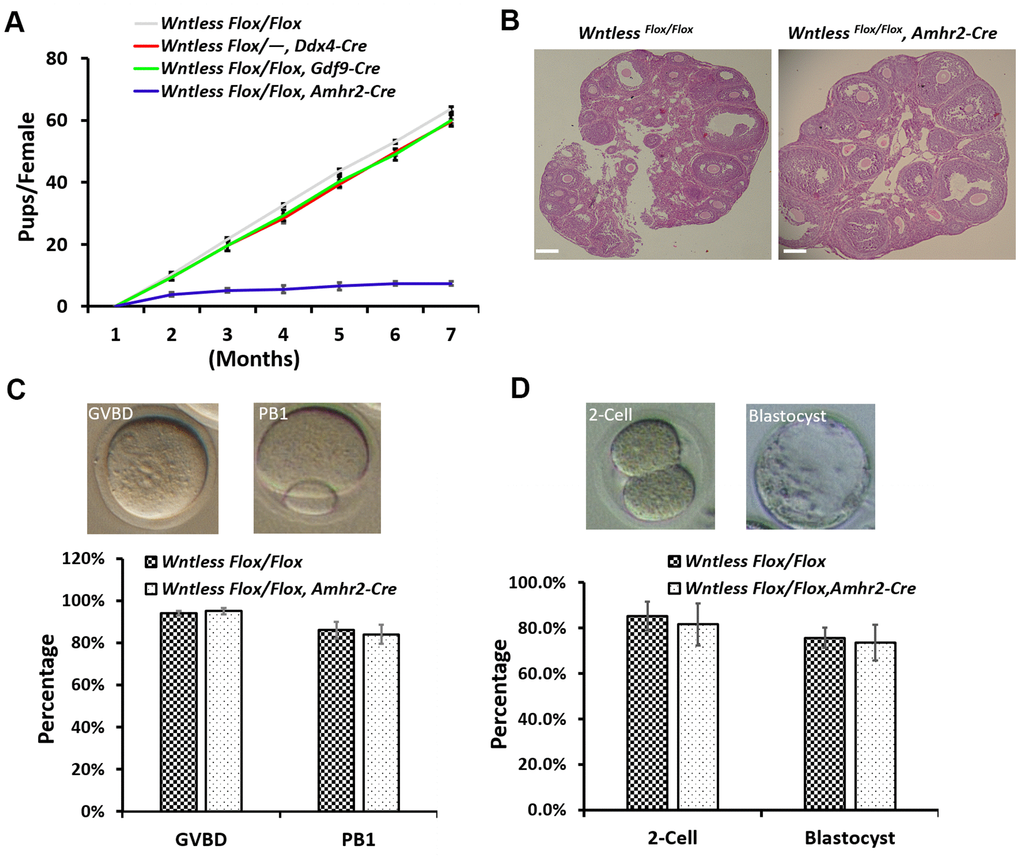 WntlessFlox/Flox, Amhr2-Cre females displayed subfertility with normal oocyte and embryonic development. (A) Comparison of the accumulative number of pups per WntlessFlox/Flox, WntlessFlox/-, Ddx4-Cre, WntlessFlox/Flox, Gdf9-Cre, and WntlessFlox/Flox, Amhr2-Cre females (n = 6 for each group). (B) Histological ovarian images of WntlessFlox/Flox and WntlessFlox/Flox, Amhr2-Cre females. Scale bar = 100 μm. The ovaries were collected from 6-wk-old mice with a random cycle. (C) 345 and 400 GV oocytes from WntlessFlox/Flox and WntlessFlox/Flox, Amhr2-Cre females were matured in M16 medium, respectively. After maturing for 3 and 16 h, oocytes were counted, and the rates for GVBD and PB1 were calculated, respectively. Representative images of mouse oocytes at GVBD and PB1 stages are shown above the bar graph. (D) Zygotes collected from WntlessFlox/Flox (n=160) and WntlessFlox/Flox, Amhr2-Cre (n=193) females with an obvious vaginal plug after mating with wildtype male mice were cultured in KSOM medium for 1 and 3 days to calculate the rates of 2-cell and blastocyst, respectively. Representative images of mouse 2-cell and blastocyst are shown above the bar graph. Experiments were repeated a minimum of three times; the data are presented as mean ± SEM.