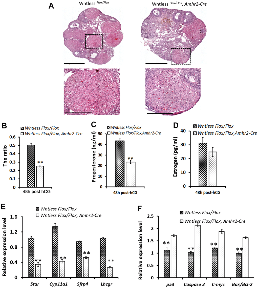 Impaired CL formation in GC-specific Wntless knockout mice. (A) Top row, representative images of control and mutant ovarian morphology at 48 h post-hCG treatment, scale bar = 500 μm. Second row, magnified images of CL, scale bar = 250 μm (B). The area ratio of CL to ovary for Wntless Flox/Flox (n=6) and Wntless Flox/Flox, Amhr2-Cre (n=6) mice at 48 h post-hCG treatment. Blood serum progesterone (C) and estradiol (D) levels in Wntless Flox/Flox (n=6) and Wntless Flox/Flox, Amhr2-Cre (n=6) mice at 48 h post-hCG treatment. Expression levels of luteal cell marker (E) and apoptotic genes (F), analyzed by qRT-PCR, in ovaries from 48 h post-hCG treated control and mutant mice. Gapdh served as the internal control gene. In B-F, **P, mean ± SEM. Experiments were replicated a minimum of 4 times.