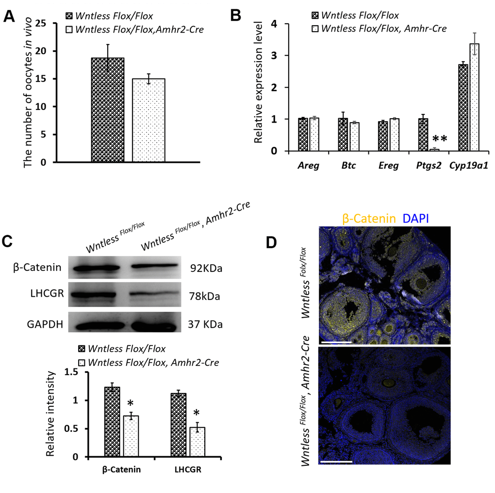 The effects of Wntless deletion in granulosa cells on ovulation and the expression of β-Catenin and LHCGR. (A) The number of ovulated oocytes in control (n=7) and mutant mice (n=6) after superovulation. (B) Relative mRNA levels of ovulation related genes in ovaries at 8 h post-hCG treatment. (C) The levels of β-Catenin and LHCGR in ovaries at 48 h post-hCG treatment measured by western blot. The β-Catenin and LHCGR levels were normalized to GAPDH. (D) Immunostaining of β-Catenin in the ovary at 8 h post-hCG treatment. Scale bar =100 μm. DNA, blue; β-Catenin, yellow. In (A–C), data are shown as the mean ± SEM. Experiments were replicated a minimum of 4 times.