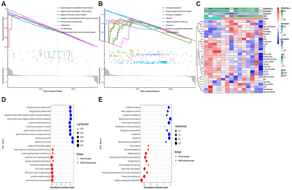 RNA-seq analysis of the open-access dataset. Functional enrichment analysis using the GSEA method in GTEx kidney samples exhibited the top 10 GO terms (A) and the top 10 KEGG terms (B). The immune landscape of severe acute respiratory syndrome (GSE 1739) (C), The GO terms (D), and The KEGG terms (E) were exhibited.
