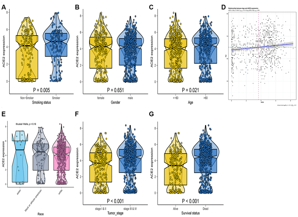 RNA-seq analysis of public TCGA datasets. Box-Violin plot shown the disparities of smoking status (A), gender (B), age (C), race (E), tumor stage (F), and survival probability (G). Two-tailed statistical P values were calculated by Wilcox test. (D) The association between age and ACE2 expression level.