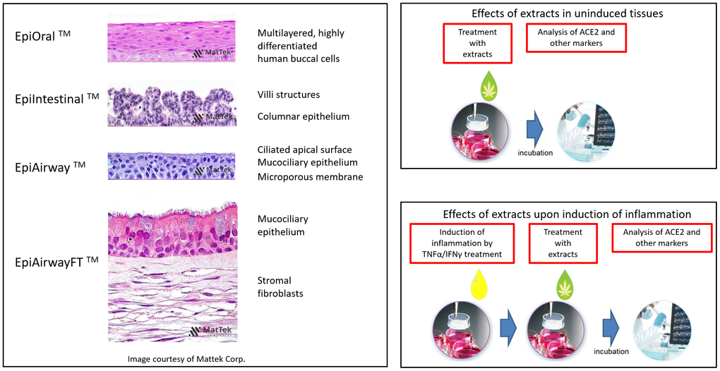 Overview of the experimental models and setups. H&E-stained cross sections are a courtesy of MatTek Life Sciences.