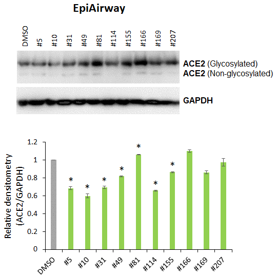 Effects of novel C. sativa extracts on the levels of ACE2 in the normal uninduced human EpiAirway tissue models. Two tissue samples were used per treatment group. Protein extracts were prepared from each sample, and equal amounts of each sample in each group were pooled together. Each bar is an average (with SD) from three technical repeat measurements. * - p