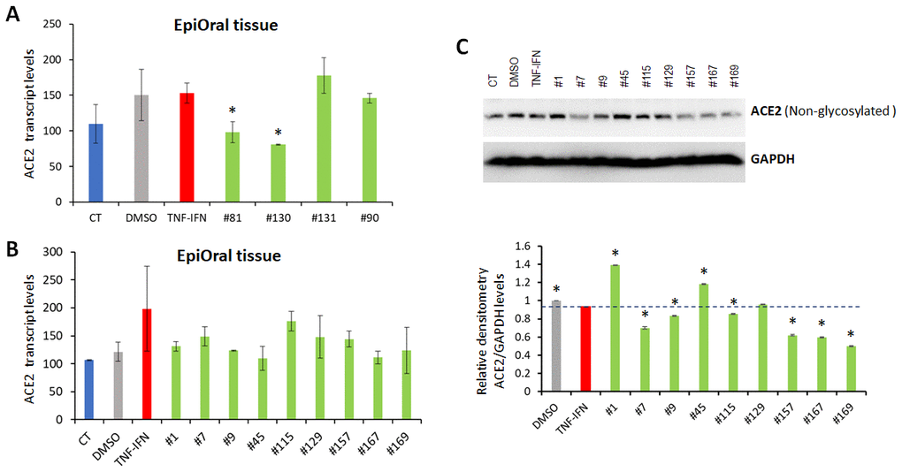 Effects of novel C. sativa extracts on the levels of ACE2 in the EpiOral tissue models upon induction of inflammation by treatment with TNFα/IFNγ. (A, B) Total RNA was isolated from 3D EpiOral tissues and subjected to RNA-Seq analysis as described in the “Methods”. The levels of ACE2 gene expression is presented as an average (with SD) from two samples. * - Statistically significant, ANOVA-like analysis and pair-wise comparison, as per Materials and Methods. (C) Two tissue samples were used per treatment group. Whole lysates prepared from EpiOral tissues were subjected to Western blotting using antibody against ACE2 as described in the “Methods”. The relative densitometry is presented as an average (with SD) from three technical repeat measurements. * - p