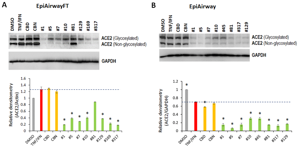 Effects of novel C. sativa extracts and cannabinoids on the levels of ACE2 in the EpiAirway-FT (A) and EpiAirway (B) tissue models upon induction of inflammation by treatment with TNFα/IFNγ. Three tissue samples were used per treatment group. Protein extracts were prepared from each sample, and equal amounts of each sample in each group were pooled together. Each bar is an average (with SD) from three technical repeat measurements. * - p