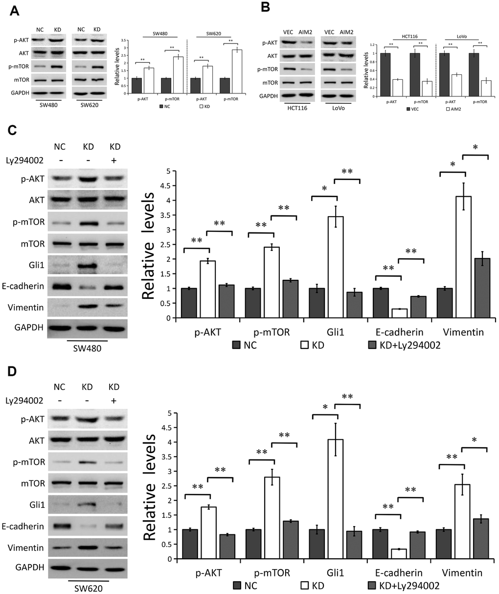 AIM2 regulates Gli1-mediated EMT through AKT/mTOR pathway. (A) Western blots of indicated proteins in SW480 and SW620 cells stably transfected with control-shRNA (NC) or shRNA against AIM2 (KD). GAPDH as a loading control. Each experiment was performed at least triplicate and the bands were quantified and presented as the mean±SEM. (B) Western blots of indicated proteins in HCT116 and LoVo cells stably transfected with empty vector (VEC) or plasmid encoding human AIM2 (AIM2). GAPDH as a loading control. Each experiment was performed at least triplicate and the bands were quantified and presented as the mean±SEM. (C, D) Western blots of indicated proteins in SW480 (C) and SW620 (D) cells stably transfected with control-shRNA (NC) or shRNA against AIM2 (KD) with or without Ly294002 (20 μM). GAPDH as a loading control. Each experiment was performed at least triplicate and the bands were quantified and presented as the mean±SEM. *P