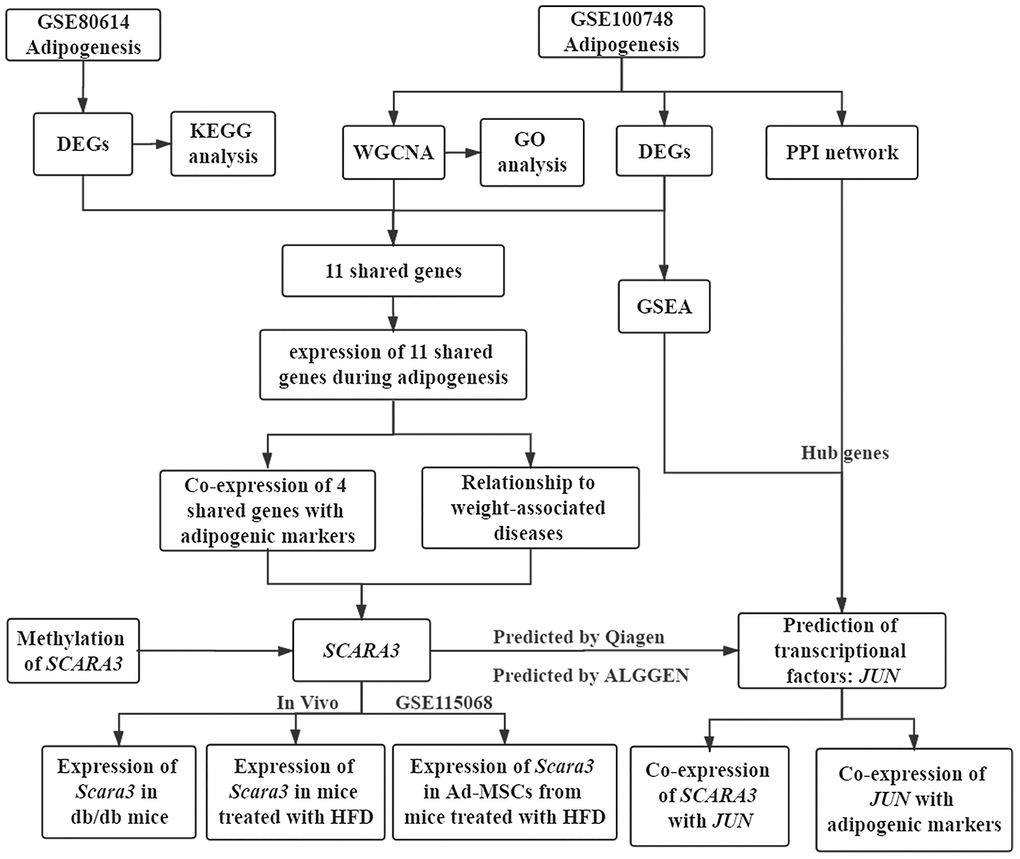 Workflow of the present study.