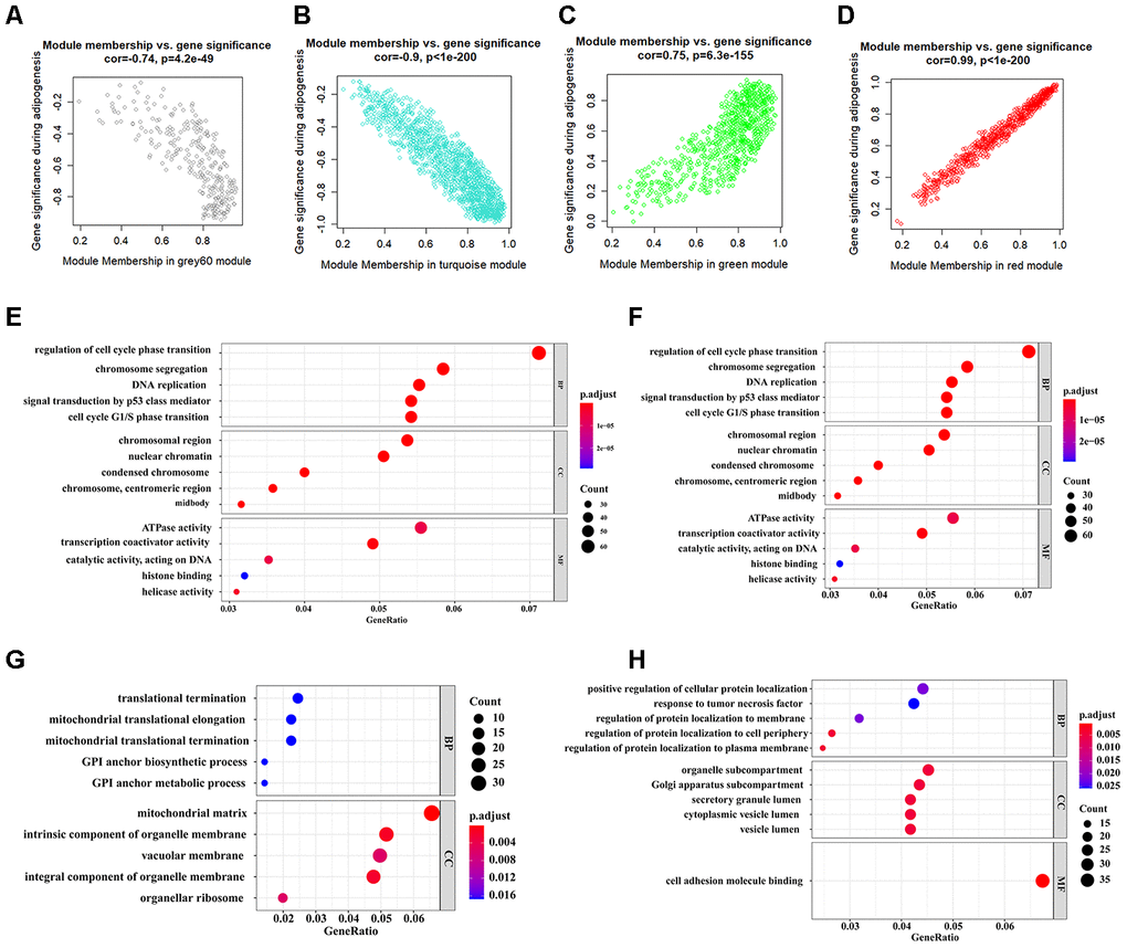 Identification of functional annotation of the WGCNA module that correlated highly with adipogenesis. (A–D) Scatter plot of module Eigengenes in the grey 60 module (A), turquoise module (B), green module (C), and red module (D). (E–H) Biological process GO terms for genes in the grey 60 module (E), turquoise module (F), green module (G), and red module (H). P-value cutoff = 0.01; q-value cutoff = 0.05. GO, Gene Ontology.