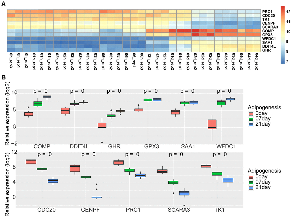 Expression of 11 shared genes during adipogenesis. (A) Heatmap of the expression of 11 shared genes at different adipogenic stages including the undifferentiated stage, 1 hour, 2 hours, 3 hours, 5 hours, 6 hours, 12 hours, day 1, day 2, day 3, and day 4 (GSE80614). (B) Heatmap of the expression of 11 shared genes at different adipogenic stages, including the undifferentiated stage, day 7, and day 21 (GSE100748).