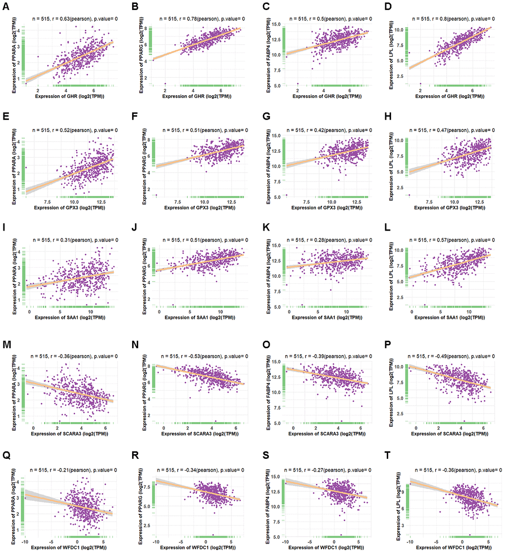 Co-expression of four shared genes with adipogenic markers in adipose tissue. (A–D) Correlation of GHR with PPARA (A), PPARG (B), FABP4 (C), and LPL (D) expression in adipose tissue, based on data from the Genotype Tissue Expression (GTEx) databases, respectively. (E–H) Correlation of GPX3 with PPARA (E), PPARG (F), FABP4 (G), and LPL (H) expression in adipose tissue, based on data from the GTEx databases, respectively. (I–L) Correlation of SAA1 with PPARA (I), PPARG (J), FABP4 (K), and LPL (L) expression in adipose tissue, based on data from the GTEx databases, respectively. (M–P) Correlation of SCARA3 with PPARA (M), PPARG (N), FABP4 (O), and LPL (P) expression in adipose tissue, based on data from GTEx databases, respectively. (Q–T) Correlation of WFDC1 with PPARA (Q), PPARG (R), FABP4 (S), and LPL (T) expression in adipose tissue, based on data from the GTEx databases, respectively.