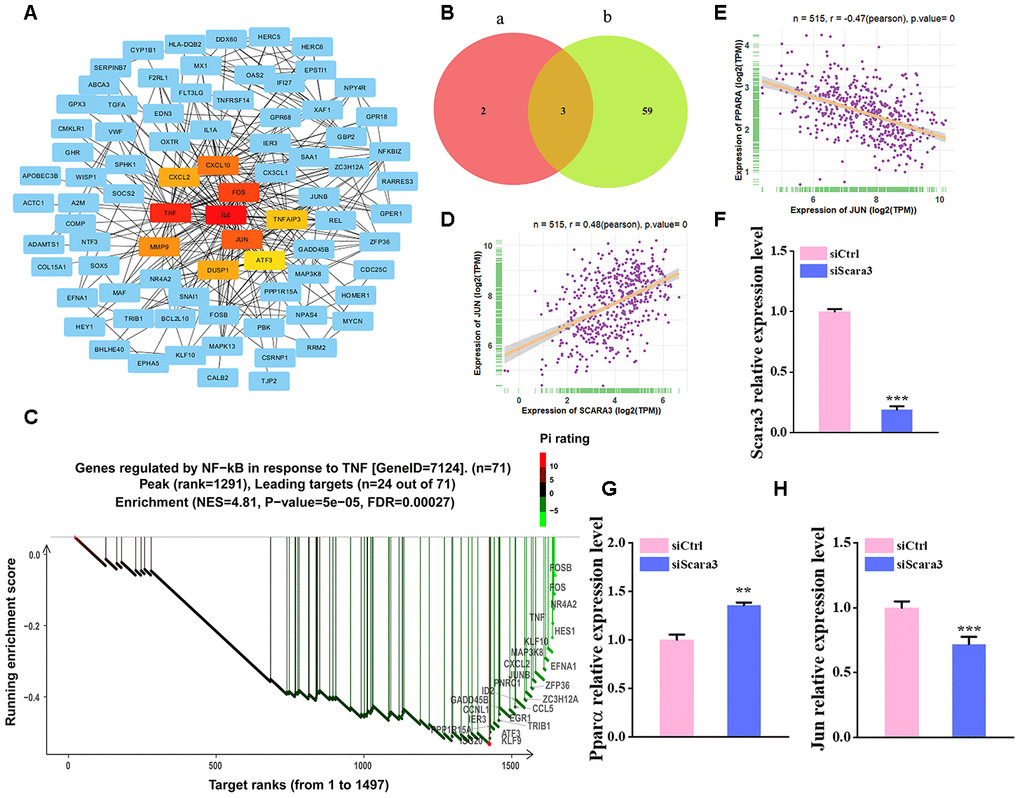 Selection of the transcription factors of SCARA3. (A) PPI network of the DEGs from GSE100748. (B) Venn diagram for shared genes through the PROMO (a) and GENECARD (b) databases. (C) GSEA analysis of the DEGs from GSE100748. (D) Correlation of SCARA3 with JUN in expression in adipose tissue, based on data from GTEx databases. (E) Correlation of JUN with PPARA expression in adipose tissue, based on data from GTEx databases. (F) qRT-PCR analysis of depletion of Scara3. (G–H) qRT-PCR analysis of the relative levels of Pparα (G) and Jun (H). Error bars show standard deviation. **P 