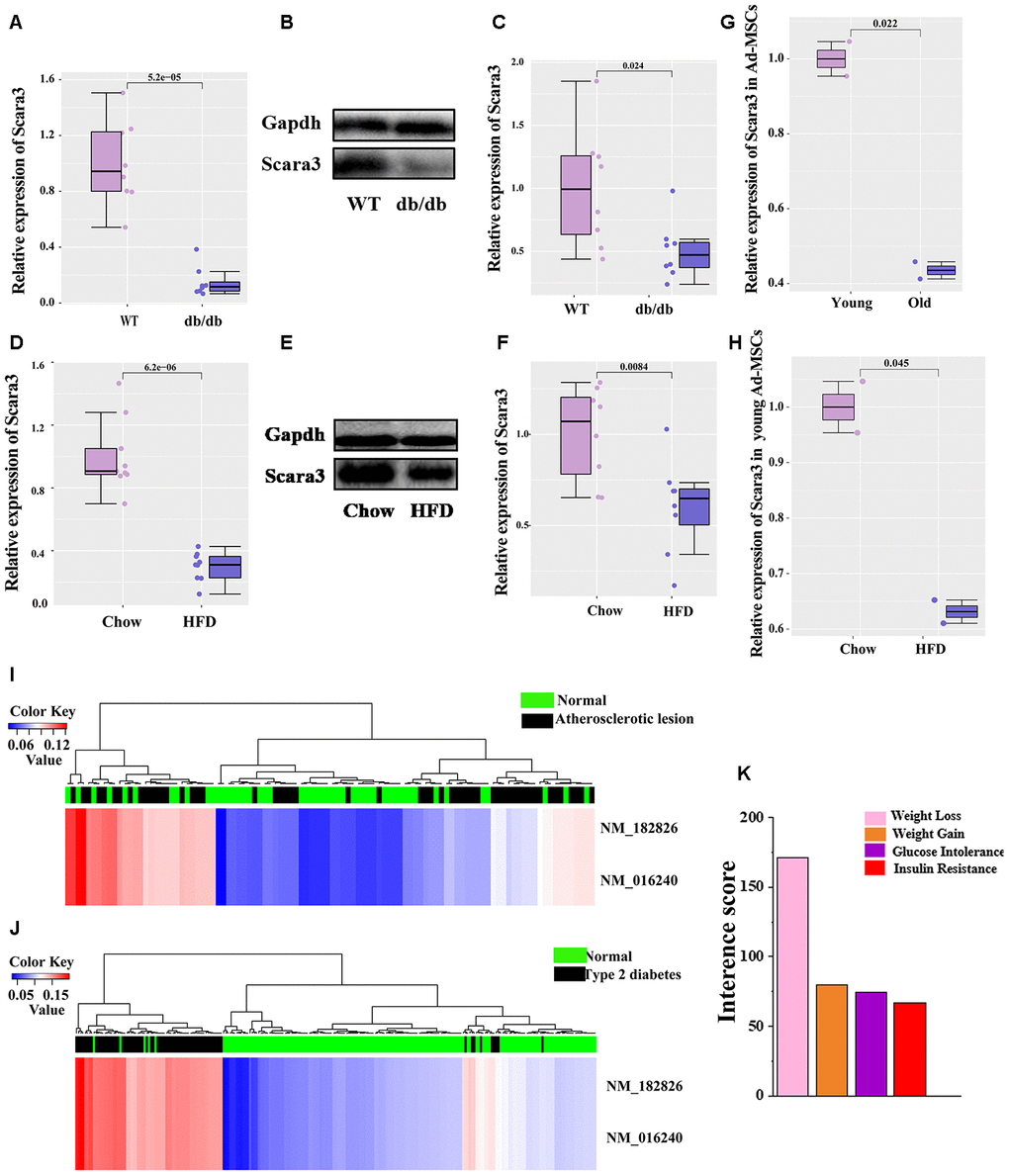 Phenotypical traits of SCARA3. (A) mRNA expression of Scara3 in iWAT of db/db mice. 8 mice were included in each group. (B, C) Protein expression of Scara3 in iWAT of db/db mice. 8 mice were included in in each group. (D) mRNA expression of Scara3 in iWAT of mice fed by HFD. 9 mice were included in each group. (E, F) Protein expression of Scara3 in iWAT of mice fed by HFD. 8 mice were included in each group. (G) Expression of Scara3 in white adipose tissue-derived mesenchymal stem cells (Ad-MSCs) of young and old mice. Each group has 2 mice, respectively. Data were obtained from GEO database (GSE115068). (H) Expression of Scara3 in Ad-MSCs of young mice fed a HFD. Each group has 2 mice, respectively. Data were obtained from GEO database (GSE115068). (I, J) Methylation of SCARA3 in metabolic disorders, including atherosclerotic lesions (I) and type 2 diabetes (J). (K) Relationship of weight-associated diseases with SCARA3 via a curated chemical interaction, based on the CTD database.