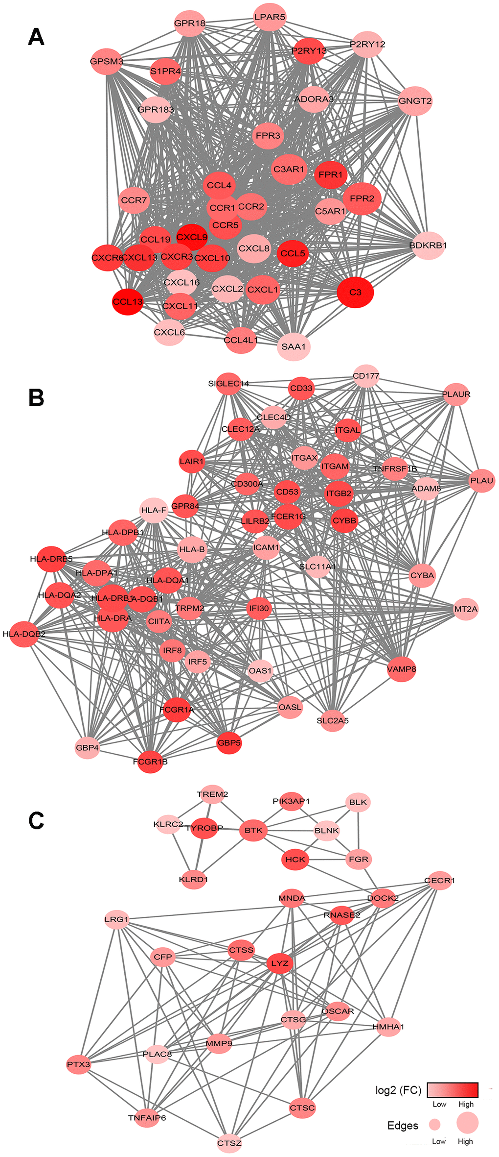 Network analysis results of the top 3 protein-protein interaction networks for DEGs significantly associated with overall survival. (A–C) The cell chemotaxis network, immune response network and leukocyte mediated immunity network. The gradient color scale indicates the log value of expression fold change (log2 (FC)), and node sizes reflect the number of interactions identified for each protein. FC: fold change.