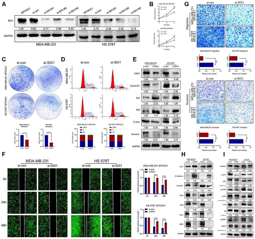 SIX1 involved in SPOCK1-mediated BC progression. (A) MDA-MB-231 and HS 578T cell line were transduced with si-con, si-SIX1#1, si-SIX1#2 and si-SIX1#3. The SIX1 levels in these were verified by western blot analysis after 48 h transfection. (B, C) Cell viability was detected in SPOCK1-overexpressed cells after transduction with si-RNAs by MTT assay (B) and colony formation (C) assay. (D) Cell cycle progression was assayed by flow-cytometry analysis after dealing with si-RNAs. (E) Stable BC cells were treated with si-RNAs. Then cell cycle related protein levels were assayed by western blotting. GAPDH was used as a loading control. (F, G) Cell motility and invasion capacities was detected in SPOCK1-overexpressed cells after treatment with si-RNAs. (H, I) Stable BC cells were treated with si-RNAs. The levels of EMT-related proteins and AKT/mTOR pathway were assayed by western blotting, respectively. GAPDH was used as a loading control. (*PPPP