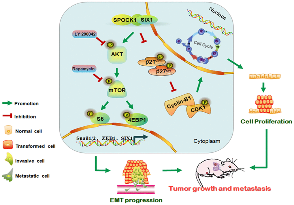 Schematic of the proposed molecular mechanism of SPOCK1/SIX1 axis-induced BC cancer cell growth and metastasis.