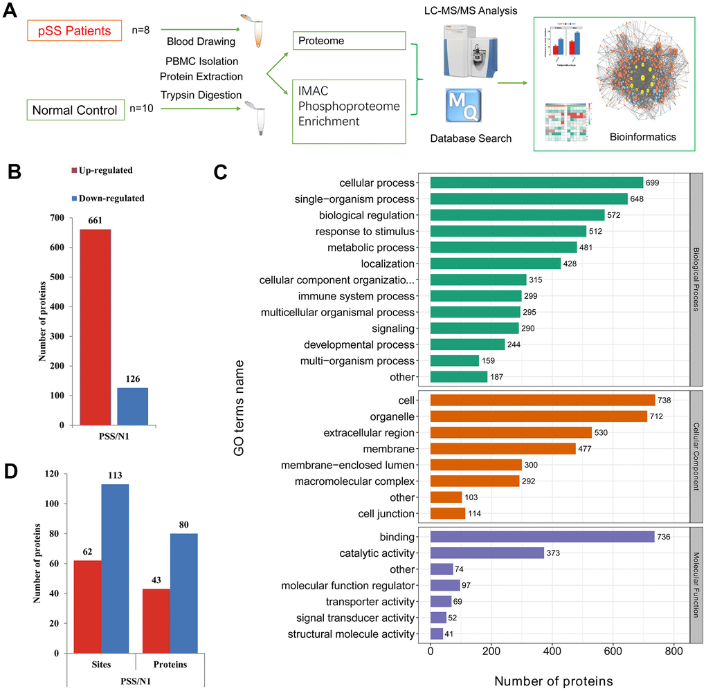 (A) The schematic flow to study the proteome and phosphoproteome of peripheral blood mononuclear cells (PBMCs) in primary Sjögren syndrome (pSS) patients. (B) Histogram of quantity distribution of differentially expressed proteins (DEPs). (C) Gene Ontology (GO) classifications of the DEPs of PBMCs in pSS patients based on biological process, cellular component and molecular function. (D) Histogram of quantity distribution of differentially expressed phosphorylated proteins (DPPs). IMAC: immobilized metal affinity chromatography. LC-MS: liquid chromatography–mass spectrometry.