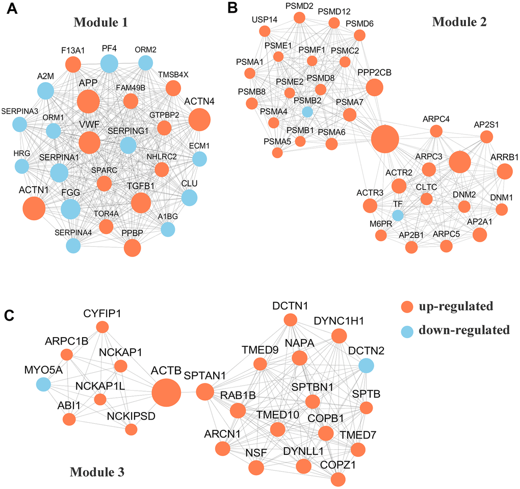 Protein-protein interaction (PPI) network analyses of differentially expressed proteins (DEPs) were performed and 3 most significant modules were yielded by molecular complex detection (MCODE) algorithm. Red and light cyan indicate up- and down-regulated differentially expressed proteins (DEPs), respectively. (A). Module 1 (score =33.000) was constructed with 26 nodes and 325 edges. (B) Module 2 (score =17.758)) was constructed with 34 nodes and 293 edges. (C) Module 3 (score =12.261) was constructed with 24 nodes and 141 edges.