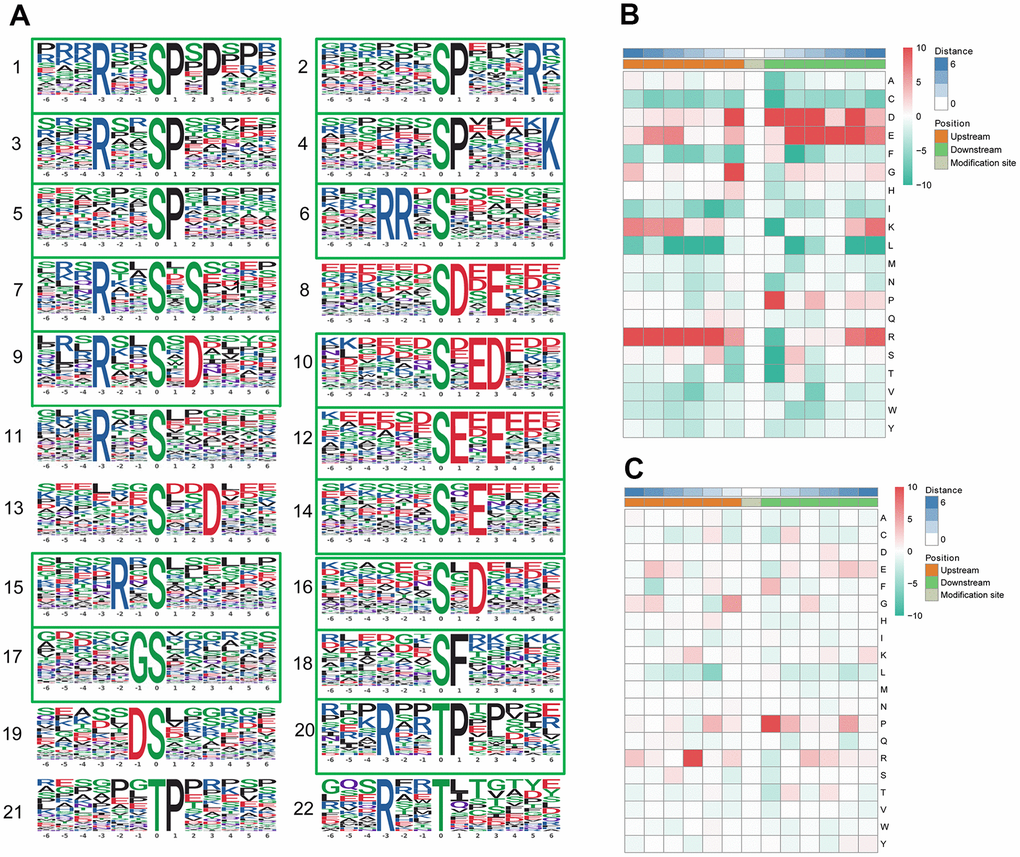 Motif analysis of the phosphosites. (A) Significantly enriched phosphorylation motifs extracted from the overrepresented phosphopeptide dataset by Motif-X. (1) -(19) Motifs from phosphoserine; (20) -(22) Motifs from phosphothreonine. Among these motifs, 6 are identified as 5 known phosphorylation motifs and 17 are newly identified (enclosed into green boxes). The detailed information and putative associated kinases are shown in Table 3. Motif enrichment heat map of phosphoserine (B) and phosphothreonine (C) upstream and downstream of all identified phosphorylation modification sites. Red indicates significant enrichment of the amino acid near the modification site, while green indicates significant reduction of the amino acid near the modification site.