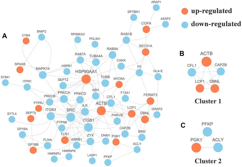 (A) Protein-protein interaction (PPI) network analyses of differentially expressed phosphorylated proteins (DPPs) were performed and 2 significant clusters were yielded by molecular complex detection (MCODE) algorithm. Red and light cyan indicate up- and down-regulated DPPs, respectively. Yellow indicates hub phosphorylated proteins based on degree. (B) Cluster 1 (MCODE score = 5.000) was constructed with 5 nodes and 10 edges. (C) Cluster 2 (MCODE score =3.000) was constructed with 3 nodes and 3 edges.