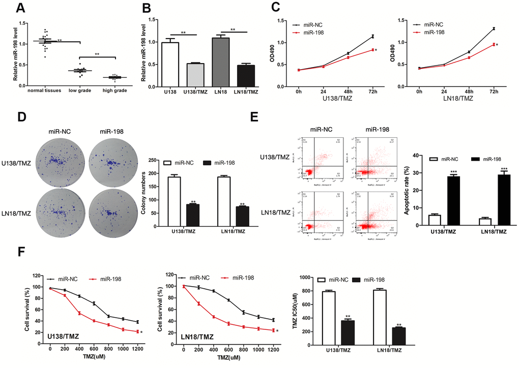 MiR-198 was down-expressed in glioma and its overexpression inhibited the progression of TMZ-resistant glioma cells. (A, B) Analysis of the relative expression of miR-198 in glioma tissues, glioma cells (U138 and LN18) and TMZ-resistant glioma cells (U138/TMZ and LN18/TMZ). (C) The viability of U138/TMZ and LN18/TMZ cells transfected with miR-198 mimic was detected by CCK-8 assay. (D) Proliferation of U138/TMZ and LN18/TMZ cells was determined by colony formation assays. (E) Apoptotic rate in U138/TMZ and LN18/ TMZ cells was detected by flow cytometry. (F) The TMZ resistance of U138/TMZ and LN18/TMZ cells was measured by CCK-8 assay. *P 