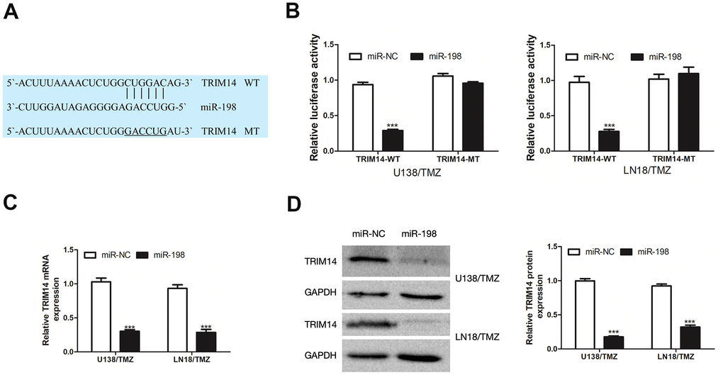 TRIM14 was a target gene of miR-198. (A) The predicted target region of TRIM14 3’UTR with the miR-198 binding sites and mutant binding sites was shown. (B) Dual-luciferase reporter assay was used to detect the interaction between miR-198 and TRIM14 in U138/TMZ and LN18/TMZ cells. (C, D) qRT-PCR and WB analysis were used to measure the effect of miR-198 expression on the mRNA and protein expression of TRIM14. ***P