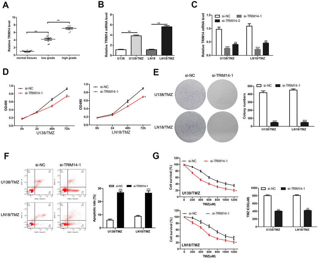 TRIM14 was up-expressed in glioma and its silencing inhibited the progression of TMZ-resistant glioma cells. (A, B) Analysis of the relative expression of TRIM14 in glioma tissues, glioma cells (U138 and LN18) and TMZ-resistant glioma cells (U138/TMZ and LN18/TMZ). (C) qRT-PCR was used to measure the expression of TRIM14 in U138/TMZ and LN18/TMZ cells transfected with si-TRIM14. (D, E) The viability was detected by CCK-8 and colony formation assays in transfected cells. (F) Apoptotic rate was detected by flow cytometry. (G) The TMZ resistance of cells was measured by CCK-8 assay. *P 
